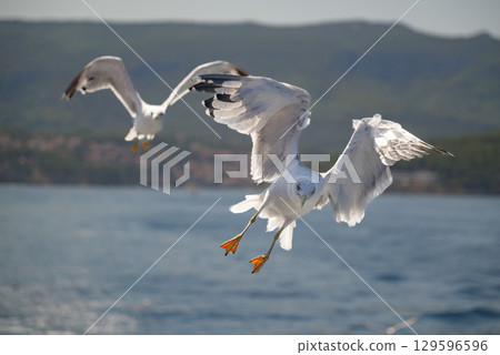 Seagulls flying over water on a sunny day 129596596