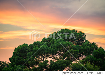 Green tree against a vibrant sunset sky with clouds 129596609