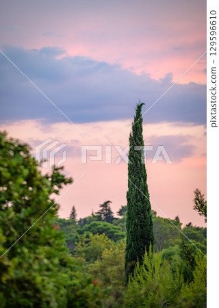 Tall cypress tree against a colorful sunset sky with clouds 129596610