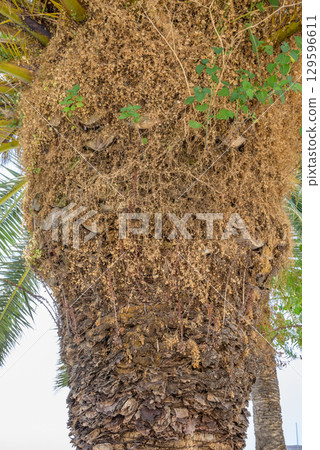 Close-up of a palm tree trunk with textured bark and dry foliage Close-up of a palm tree trunk with textured bark and dry foliage 129596611