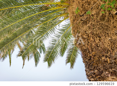 Close-up of a palm tree trunk and fronds against sky Close-up of a palm tree trunk and fronds against sky 129596619