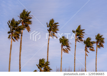 Tall palm trees swaying in the wind against a blue sky Tall palm trees swaying in the wind against a blue sky 129596665