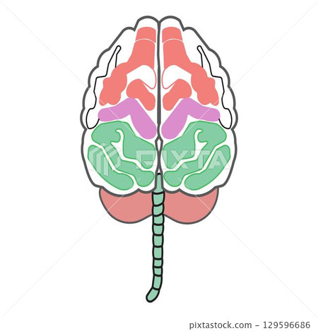 Colorful vector human brain illustration with sections on light background Colorful vector human brain illustration with sections on light background 129596686