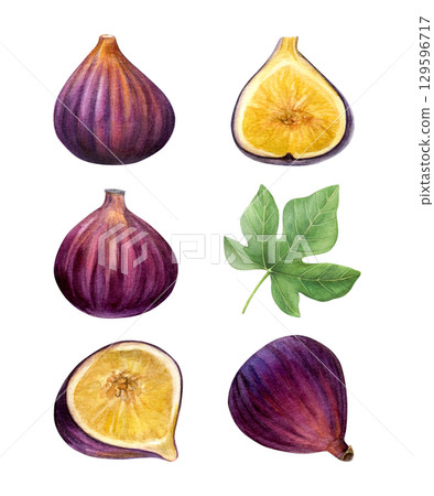 Set of figs. Watercolor of subtropical plants and leaf isolated on white background. Good for postcards, recipes, menu, invitations, greeting cards Set of figs. Watercolor of subtropical plants and leaf isolated on white background. Good for postcards, recipes, menu, invitations, greeting cards 129596717
