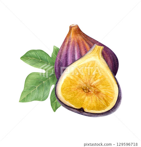 Composition of figs and fig leaf. Watercolor of fruit, half fruit and green leaf isolated on white background. Good for postcards,recipes, menu, invitations, greeting cards Composition of figs and fig leaf. Watercolor of fruit, half fruit and green leaf isolated on white background. Good for postcards,recipes, menu, invitations, greeting cards 129596718