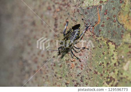 馬達拉蟲 129596773