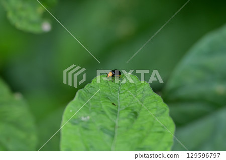 Black clams Black clams 129596797