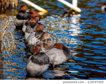 White-crowned night heron at the waterside White-crowned night heron at the waterside 129597409