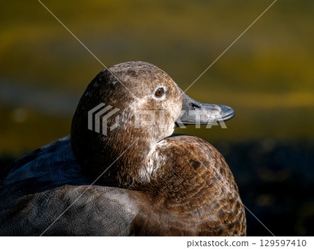 A female Common Pochard near water A female Common Pochard near water 129597410