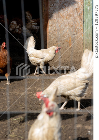 group of chickens peck the ground and grass in a pen. paddock is fenced with wire 129597575