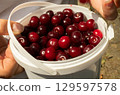 A female farmer holds a white bucket filled with ripe red cherries, demonstrating the bounty of her summer harvest and the benefits of organic farming in the countryside. Ripe cherries in a bucket. 129597578