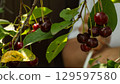 Clusters of ripe, dark red cherries hanging from a cherry tree branch, showcasing their readiness for picking during the vibrant harvest season. Fresh, juicy fruit glistening in the summer sun. 129597580