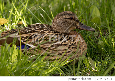 duck is lying in the grass. The wild bird is brown with a black beak. 129597594