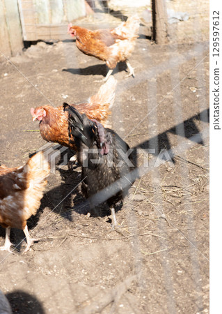 group of chickens peck the ground and grass in a pen. paddock is fenced with wire 129597612