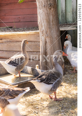 Geese are standing in a pen on a farm, domestic farm animals. poultry farming for meat and eggs. 129597613