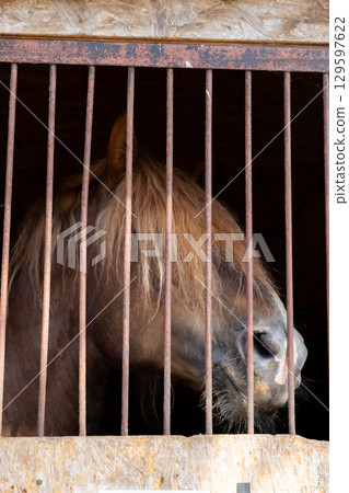 brown horse with long bangs on his muzzle stands behind the bars in the stable. 129597622
