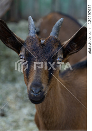 goat stands in front of a wooden fence. an animal on a farm in a stall. 129597625