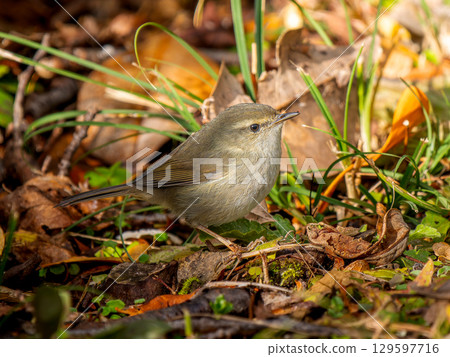 A Japanese bush warbler walking on the ground A Japanese bush warbler walking on the ground 129597716
