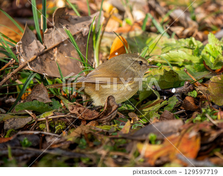 A Japanese bush warbler walking on the ground A Japanese bush warbler walking on the ground 129597719