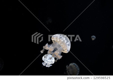 水母幻想:水中的珍珠 水母幻想:水中的珍珠 129598525