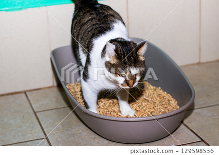 A small cat is standing in a litter box filled with wood pellets A small cat is standing in a litter box filled with wood pellets 129598536