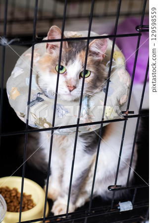 A Domestic Cat in a Recovery Cone, Patiently Awaiting Its New Home for Adoption A Domestic Cat in a Recovery Cone, Patiently Awaiting Its New Home for Adoption 129598559