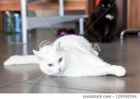 Elegant White Cat Stretching in Cozy Indoor Setting Elegant White Cat Stretching in Cozy Indoor Setting 129598564