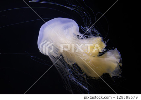 Jellyfish Fantasy: Golden Jellyfish Covered in Light 129598579