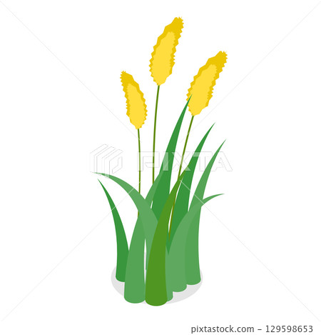 3D Isometric Flat Vector Set of Lake Aquatic Plants, Marsh Reed. Item 5 129598653