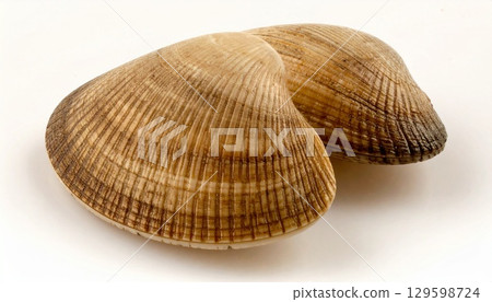 Clam shell close-up 1 129598724