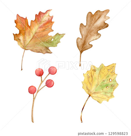 Watercolor autumn leaves and a sprig of berries. A set of beautiful hand-drawn illustrations, isolated on a white background. Suitable for design, print, for Thanksgiving cards. 129598823