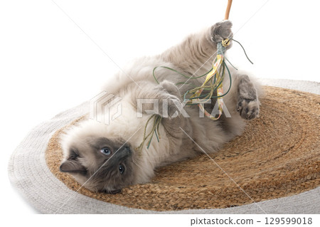 siberian cat in studio siberian cat in studio 129599018