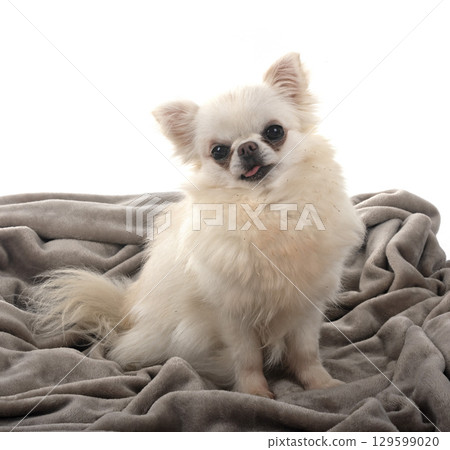 chihuahua in studio 129599020