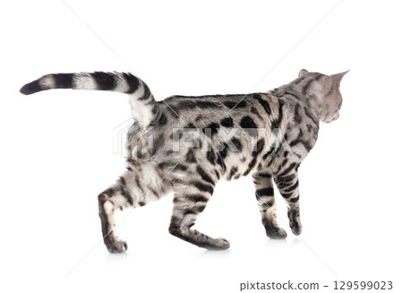 bengal cat in studio bengal cat in studio 129599023