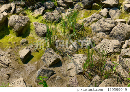 Rocks and grasses thrive in a wetland area filled with rich green algae and mud 129599049