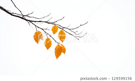 A zen nature concept for seasonal reflection, showing the delicate beauty of the final fall foliage 129599156