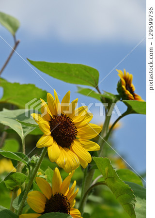 Blue sky and sunflower Blue sky and sunflower 129599736