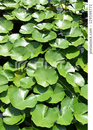 Lily of water lily Lily of water lily 129599772