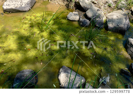 Green algae spreads across a rocky pond with grasses along the edges 129599778