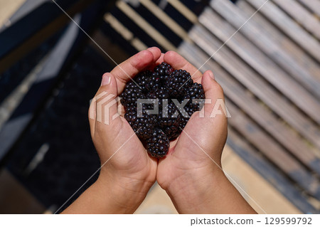 Freshly picked blackberries held in hands. High quality photo Freshly picked blackberries held in hands. High quality photo 129599792