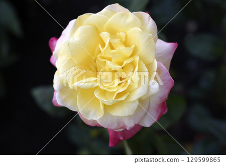A beautiful yellow-pink rose flower on a background of blurred green leaves. A garden rose. Yellow pink rose flower. 129599865