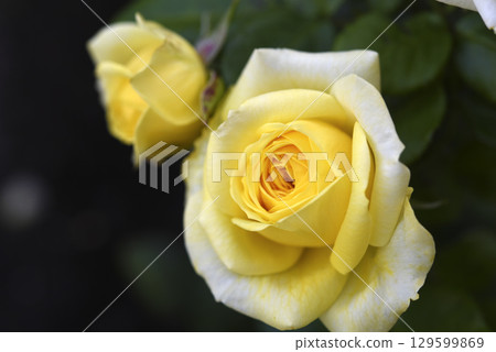 A beautiful yellow rose flower on a background of blurred green leaves. A garden rose. A beautiful yellow rose flower on a background of blurred green leaves. A garden rose. 129599869
