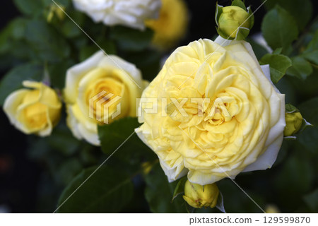 A beautiful yellow rose flower on a background of blurred green leaves. A garden rose. A beautiful yellow rose flower on a background of blurred green leaves. A garden rose. 129599870