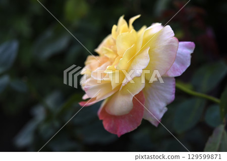 A beautiful yellow-pink rose flower on a background of blurred green leaves. A garden rose. Yellow pink rose flower. A beautiful yellow-pink rose flower on a background of blurred green leaves. A garden rose. Yellow pink rose flower. 129599871