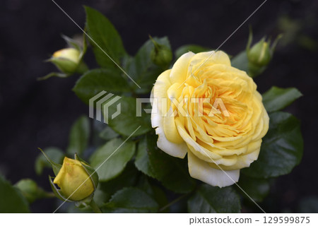 A beautiful yellow rose flower on a background of blurred green leaves. A garden rose. A beautiful yellow rose flower on a background of blurred green leaves. A garden rose. 129599875