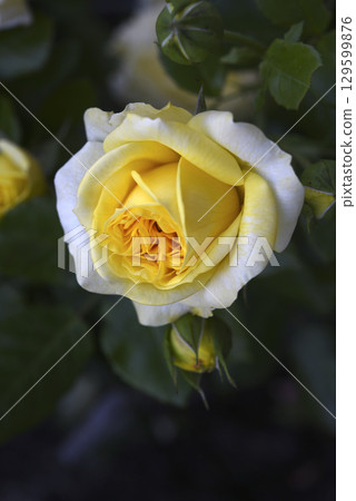 A beautiful yellow rose flower on a background of blurred green leaves. A garden rose. A beautiful yellow rose flower on a background of blurred green leaves. A garden rose. 129599876