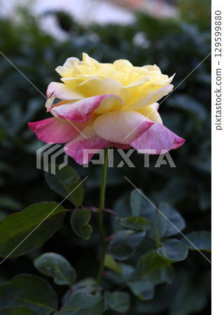 A beautiful yellow-pink rose flower on a background of blurred green leaves. A garden rose. Yellow pink rose flower. 129599880
