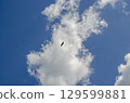 Bird Flying in Blue Sky with White Fluffy Cloudscape 129599881
