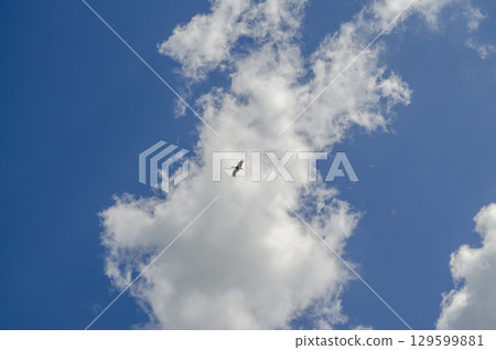 Bird Flying in Blue Sky with White Fluffy Cloudscape 129599881