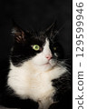Fluffy black and white cat sitting on sofa, its fur glowing in natural light. Serene beauty of cats soaking up sunshine. Pet wellbeing themes. 129599946